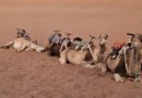 This Desert Life