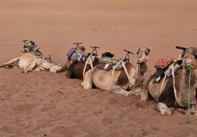 This Desert Life