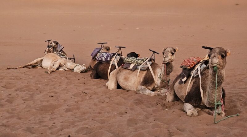 This Desert Life